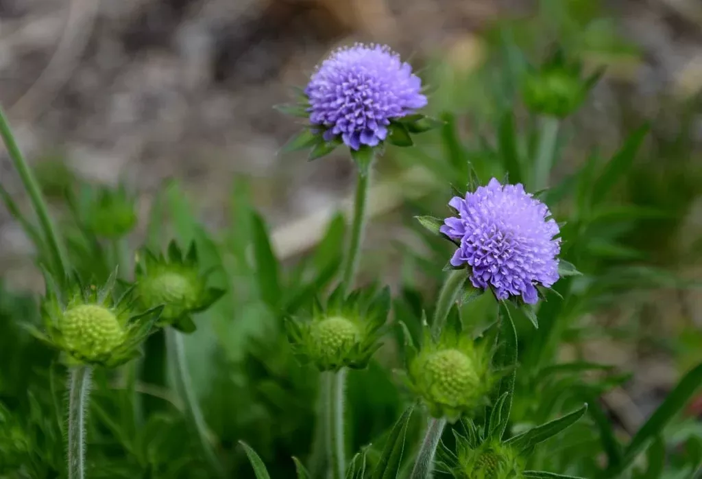 Field Scabious Seeds, Pin-cushion flowers, Knautia Arvensis KN2220