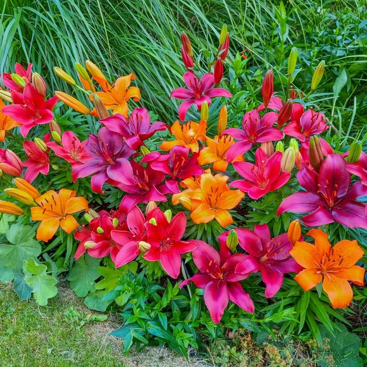 Fiery Temper Carpet Border Lily™Mixture