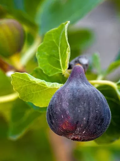 Fig BLACK MISSION 5 Gallon