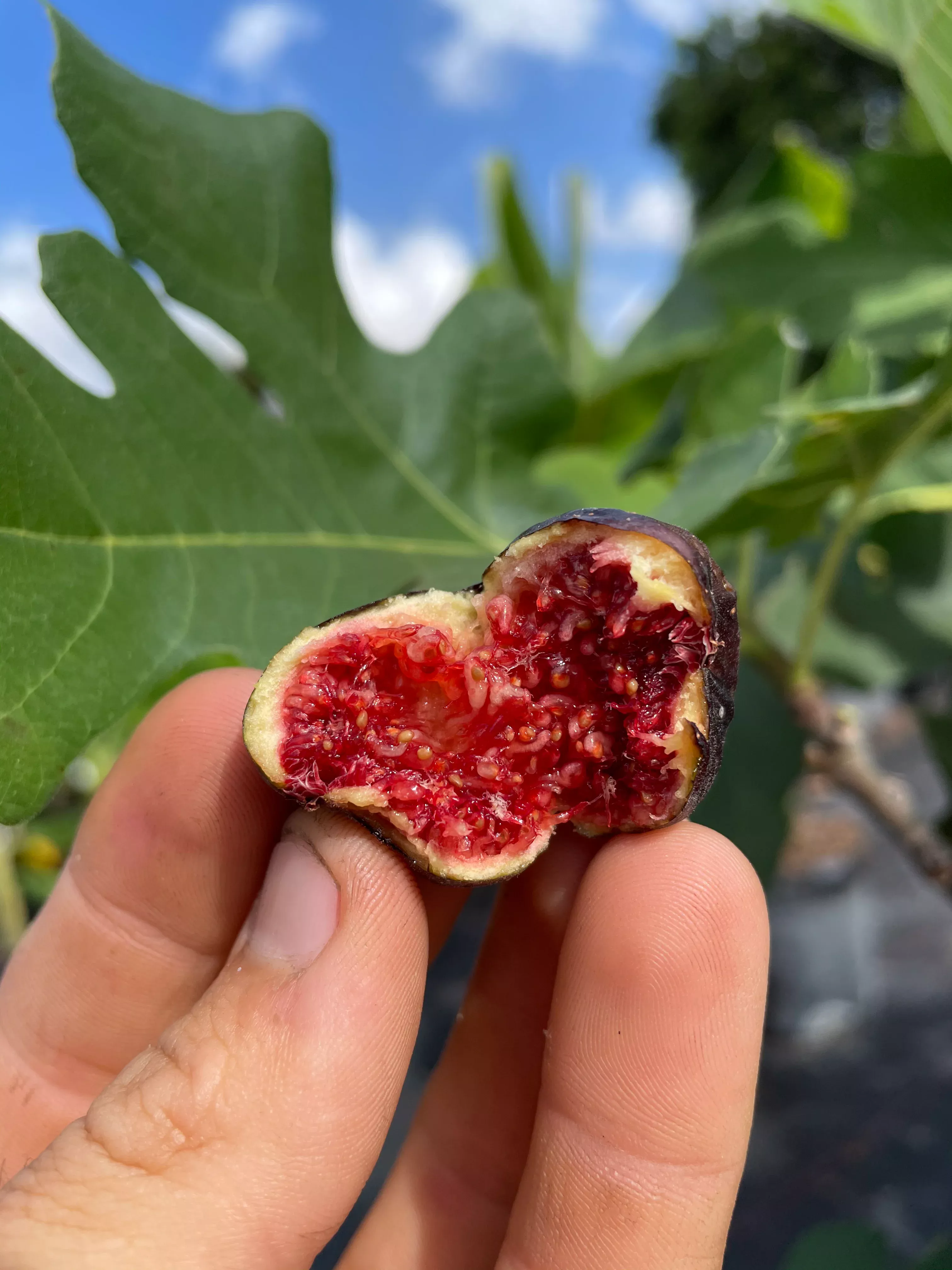 Fig Tree ‘Violette De Bordeaux’