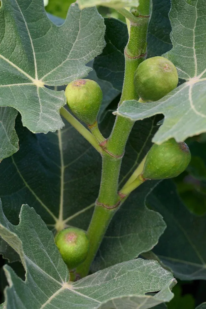 Fignomenal Dwarf Fig