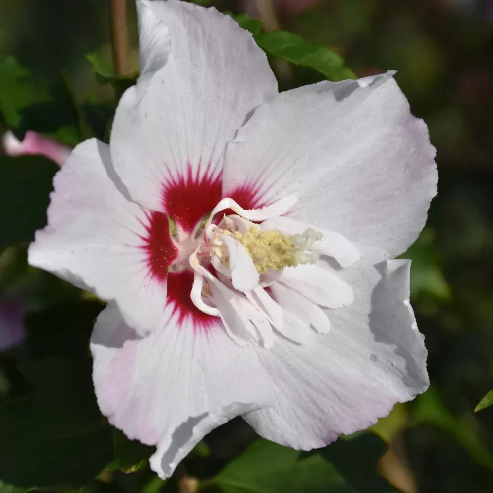 Fiji Rose of Sharon