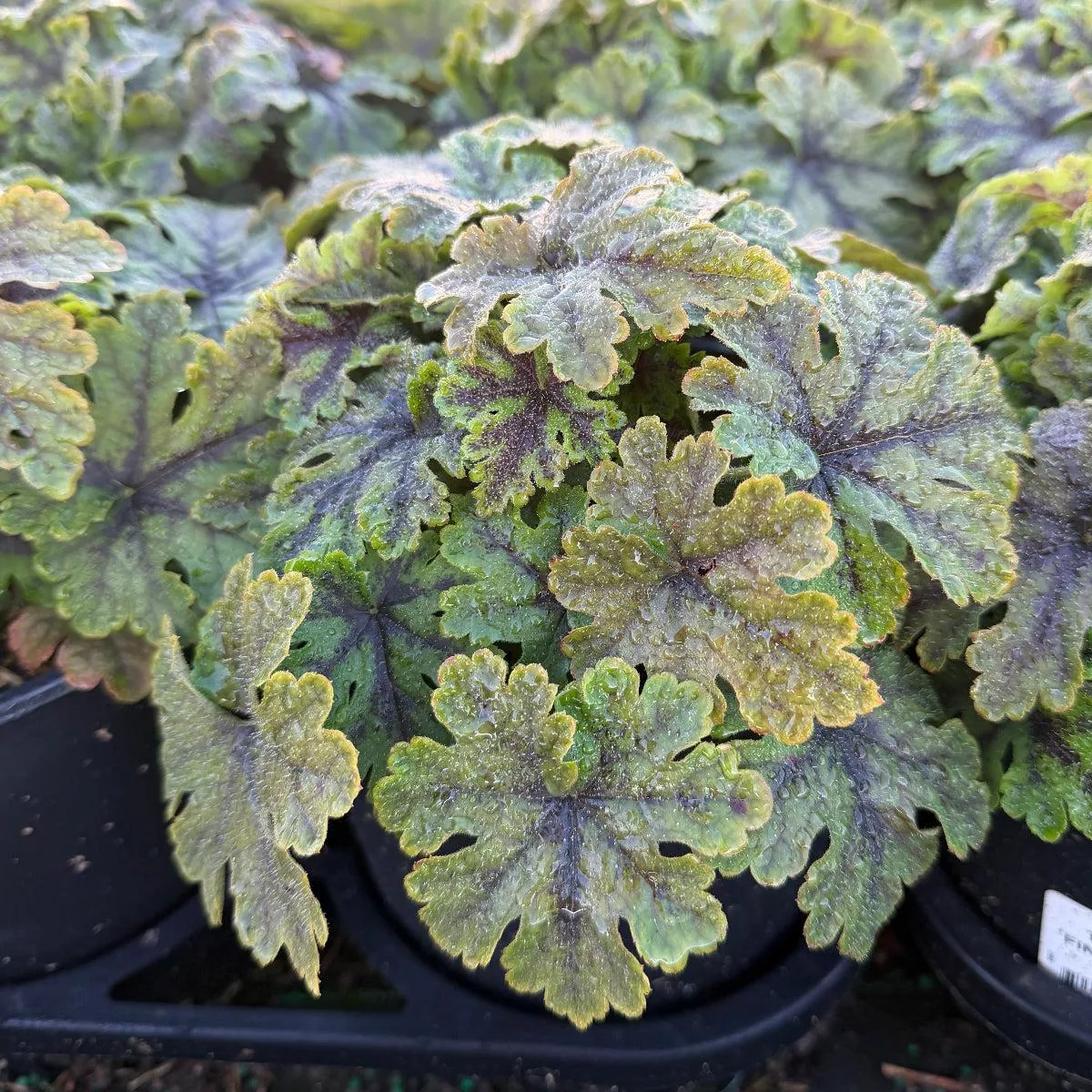 Fingerpaint Foamflower