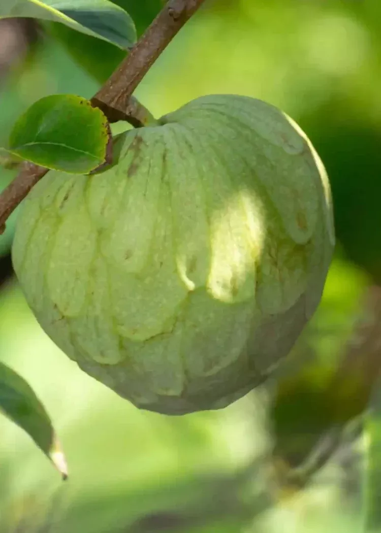 Fino De Jete Cherimoya Tree