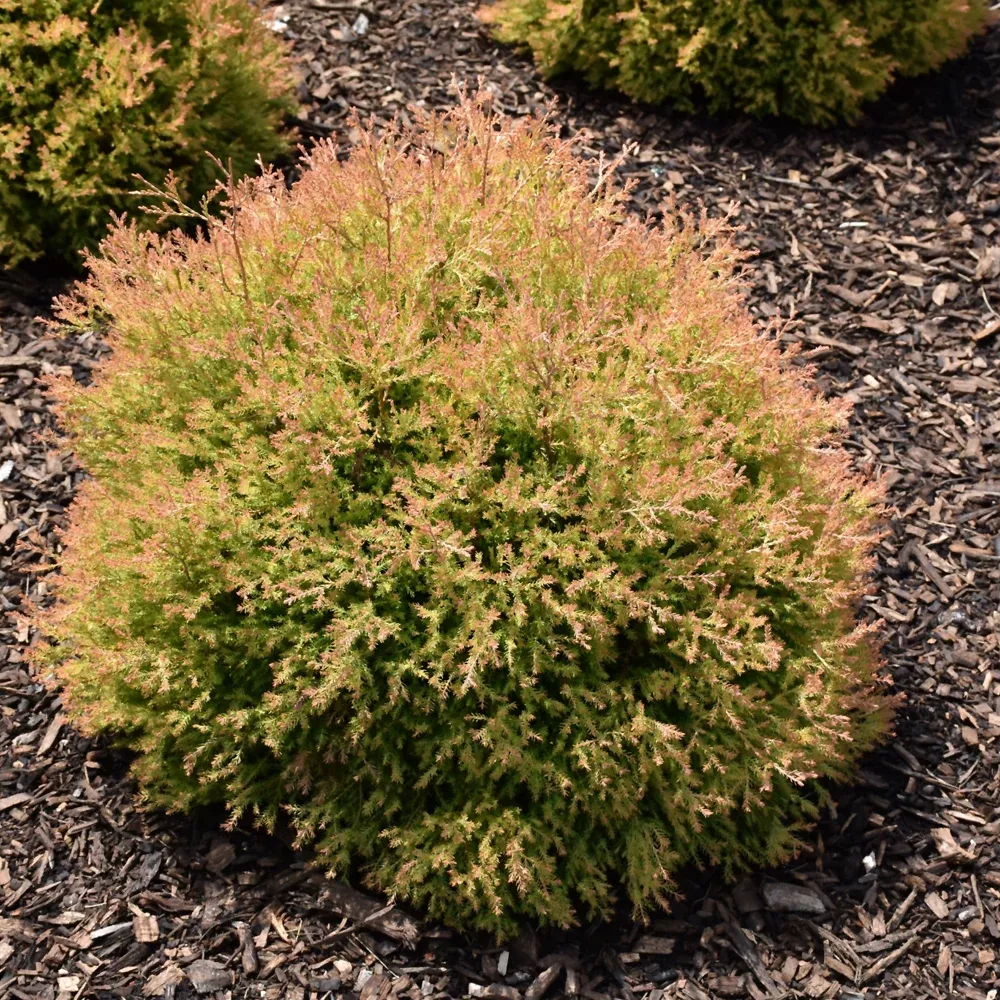 Fire Chief™ Arborvitae