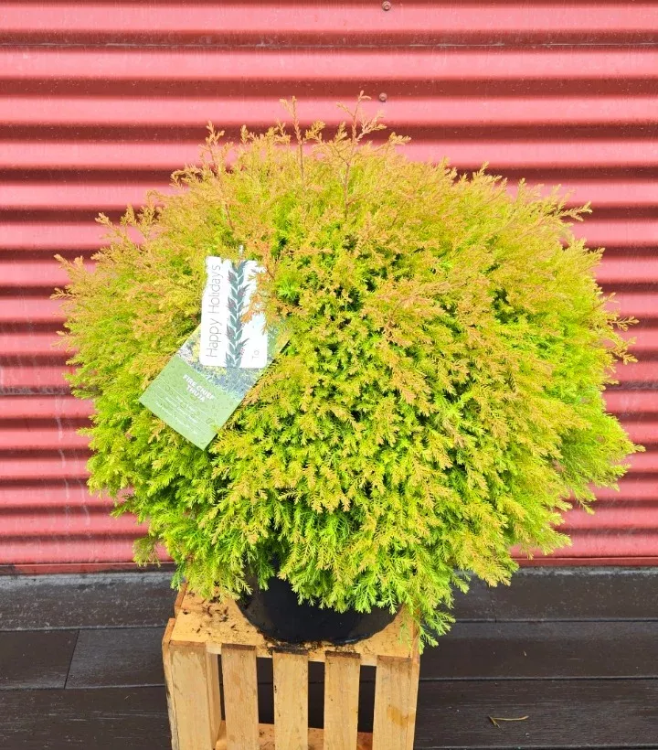 Fire Chief Globe Arborvitae