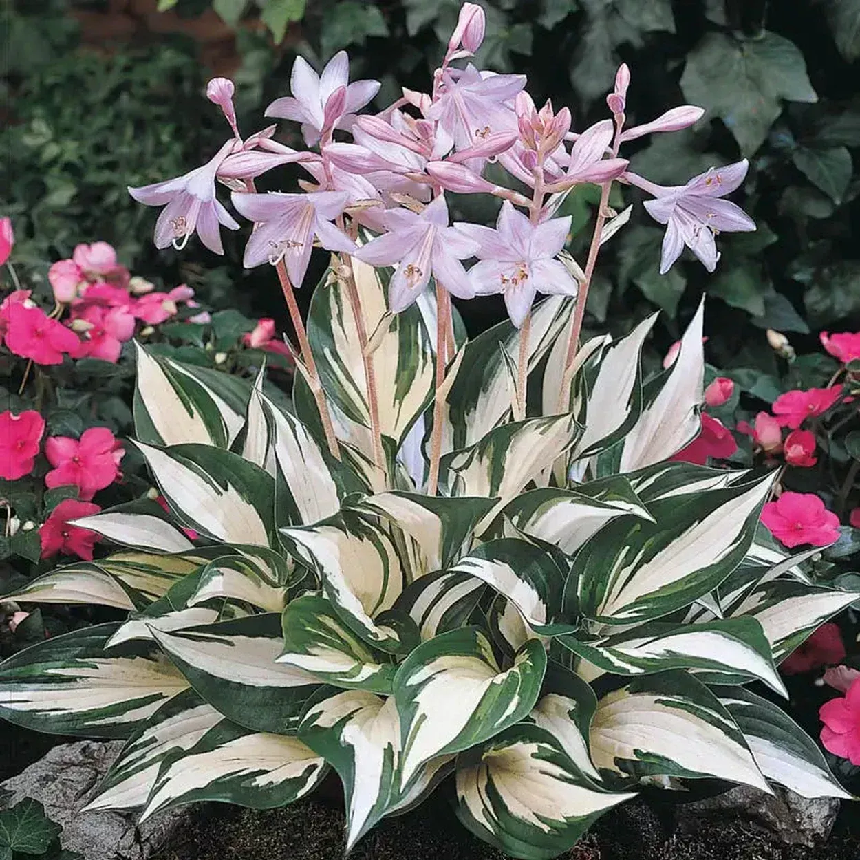 Fire and Ice Hosta