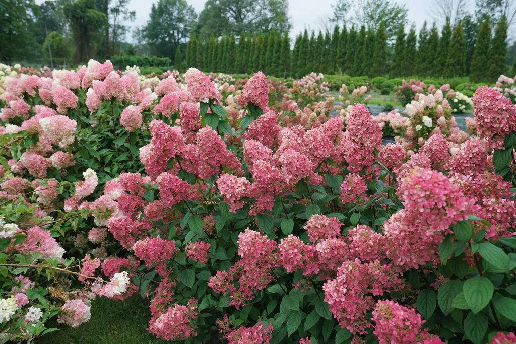 Fire Light Panicle Hydrangea