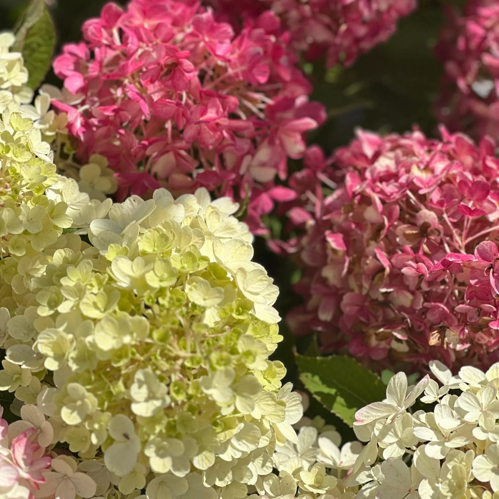 Fire Light Tidbit Panicle Hydrangea