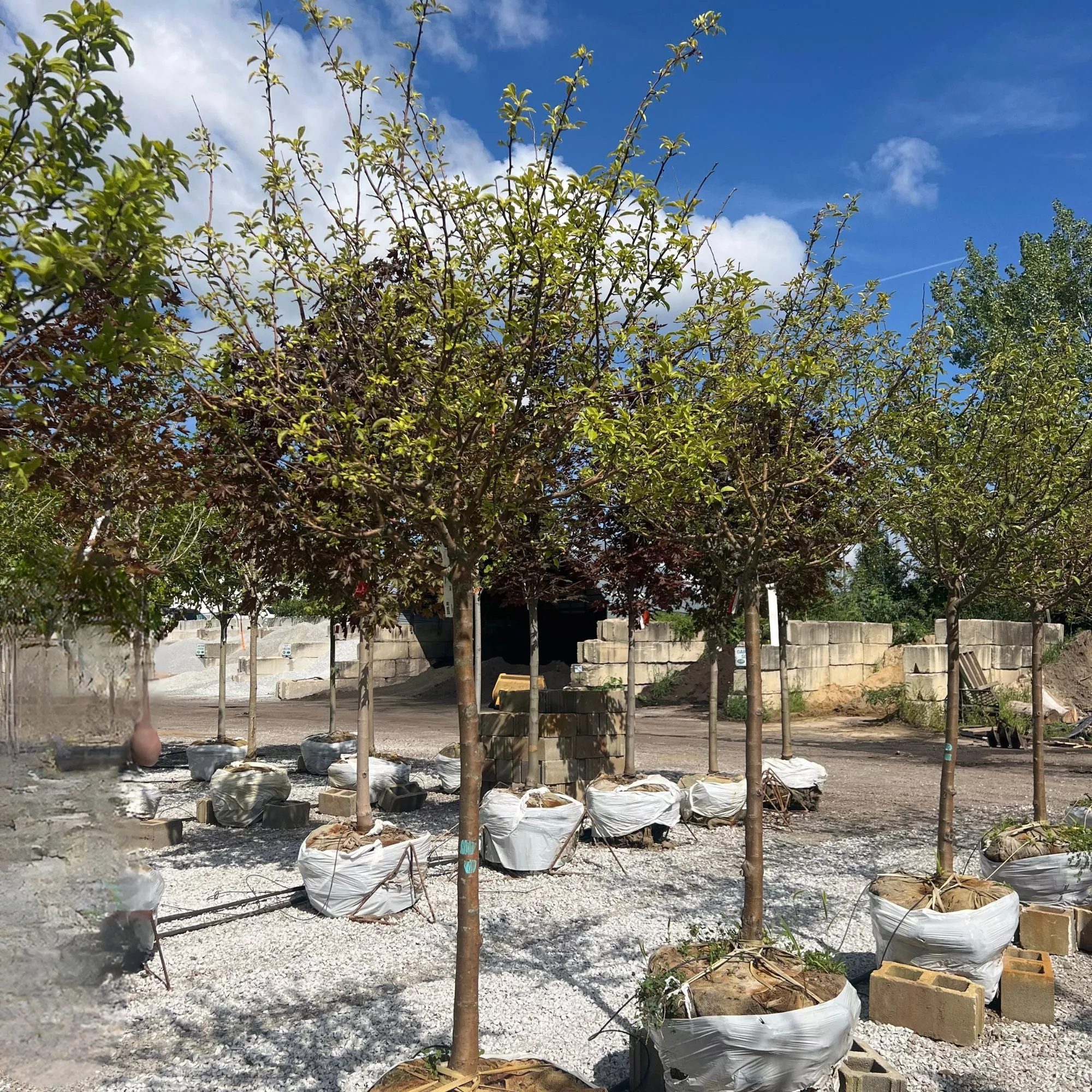 'Firebird' Crabapple - Malus sargentii - 2" Caliper Ball & Burlap Tree