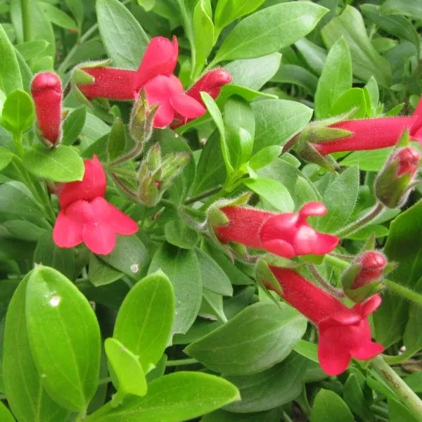 Firecracker Island Snapdragon