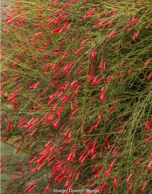 Firecracker Plant