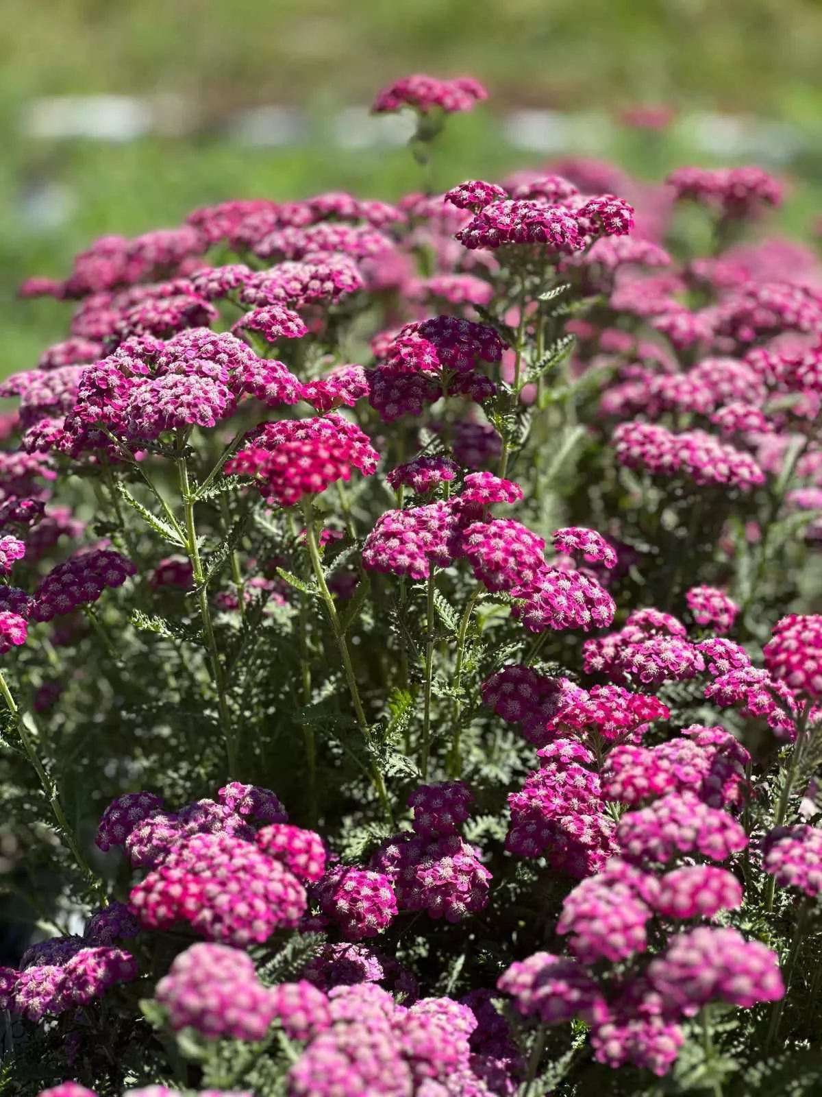 Firefly Fuchsia Yarrow