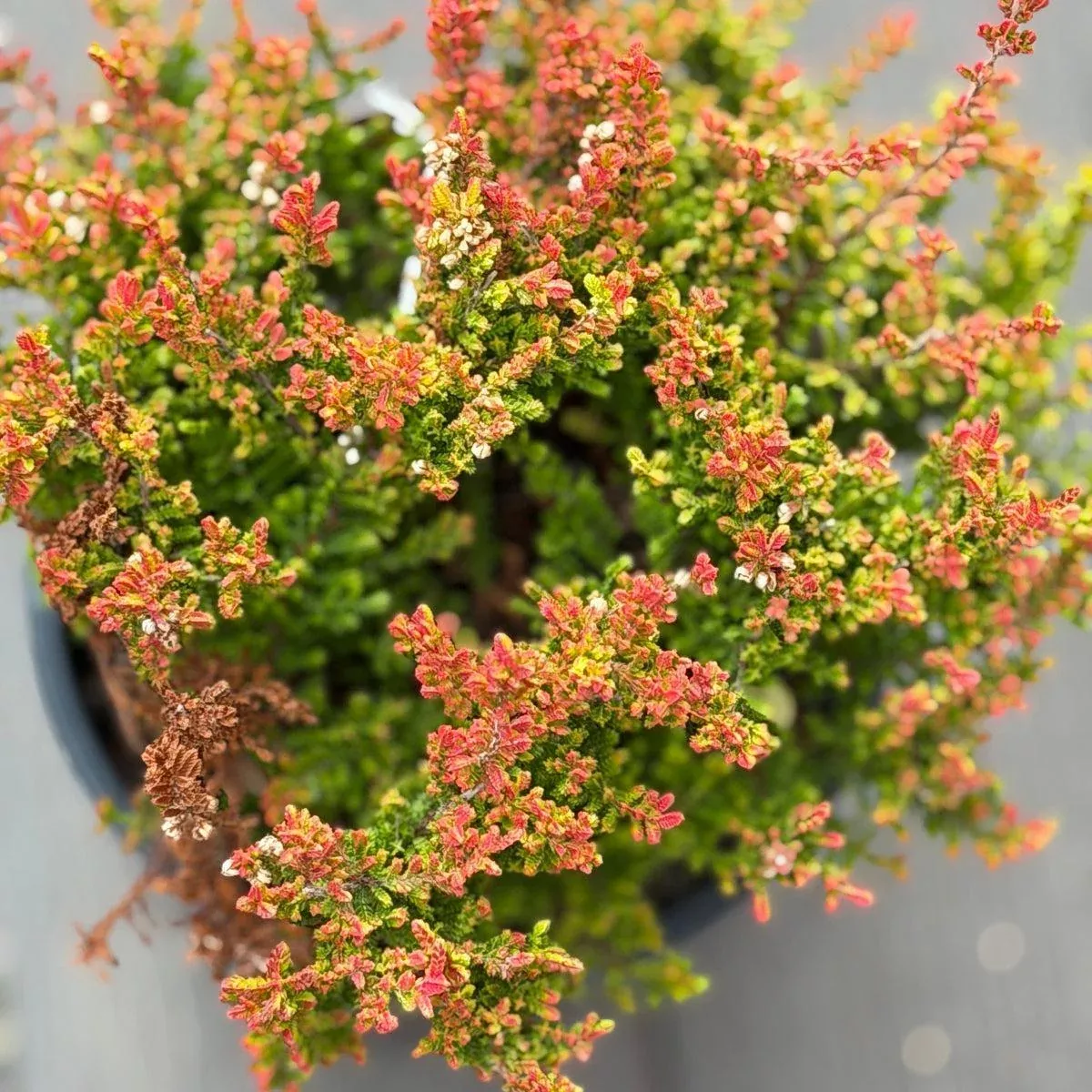 Firefly Heather