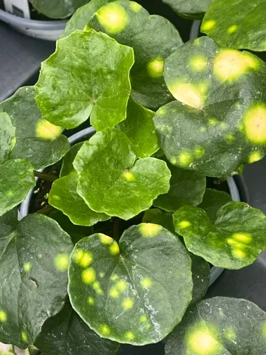 Firefly Leopard Plant