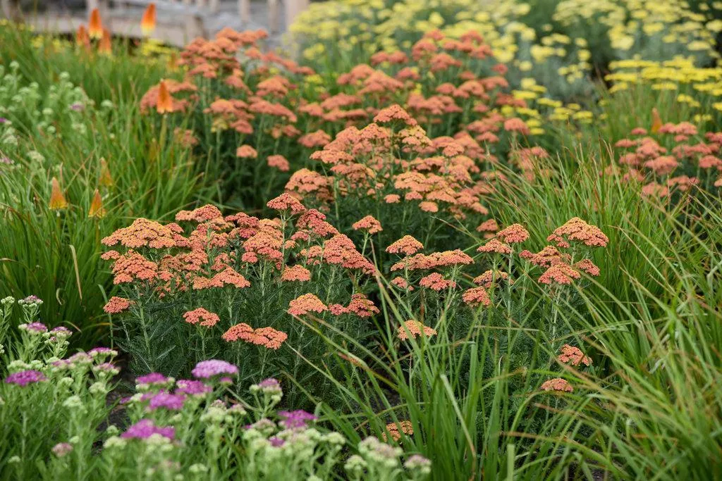 Firefly Peach Sky Yarrow