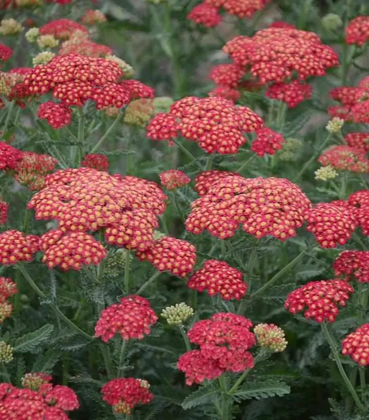 Firefly Red Pop Yarrow