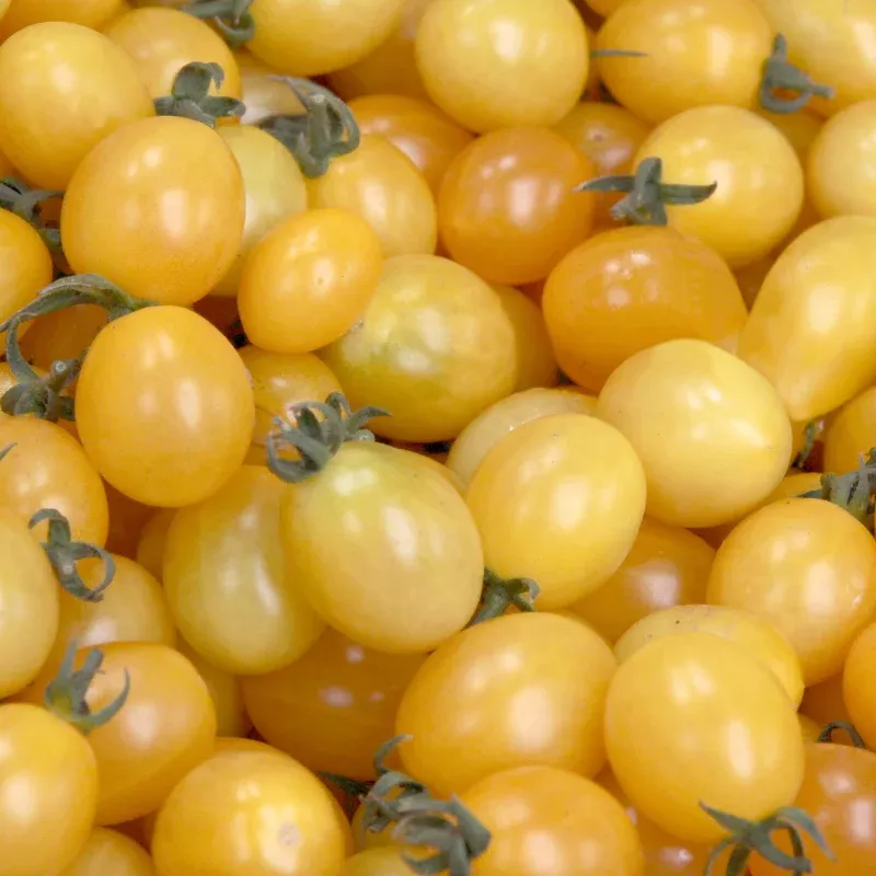 Firefly Tomato F1 AAS Seeds (Solanum lycopersicum) Award-winning hybrid tomato with bright flavor and strong vigor; high yields and excellent for fresh eating and gardens