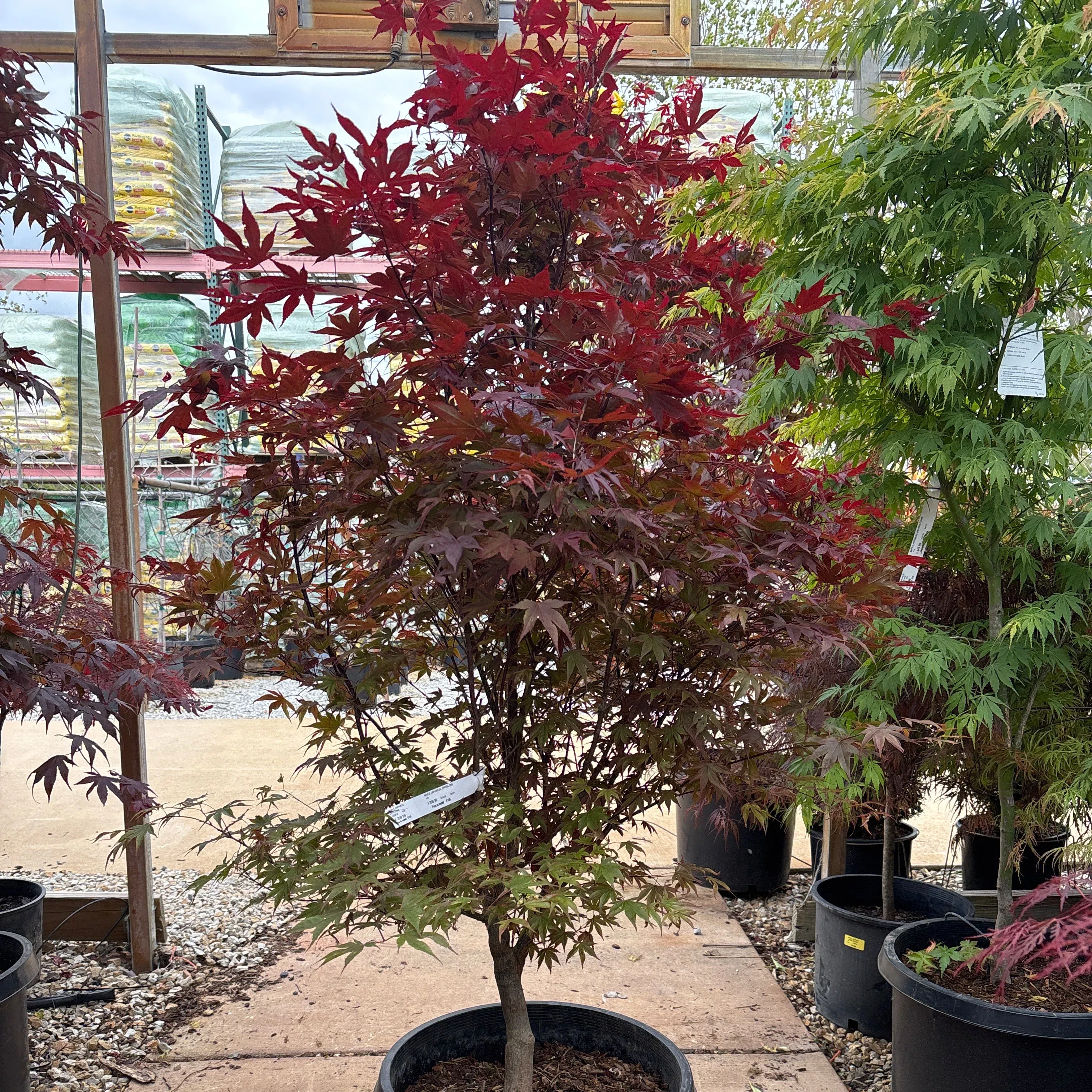Fireglow Japanese Maple -Acer palmatum - Potted Tree (Multiple Sizes)