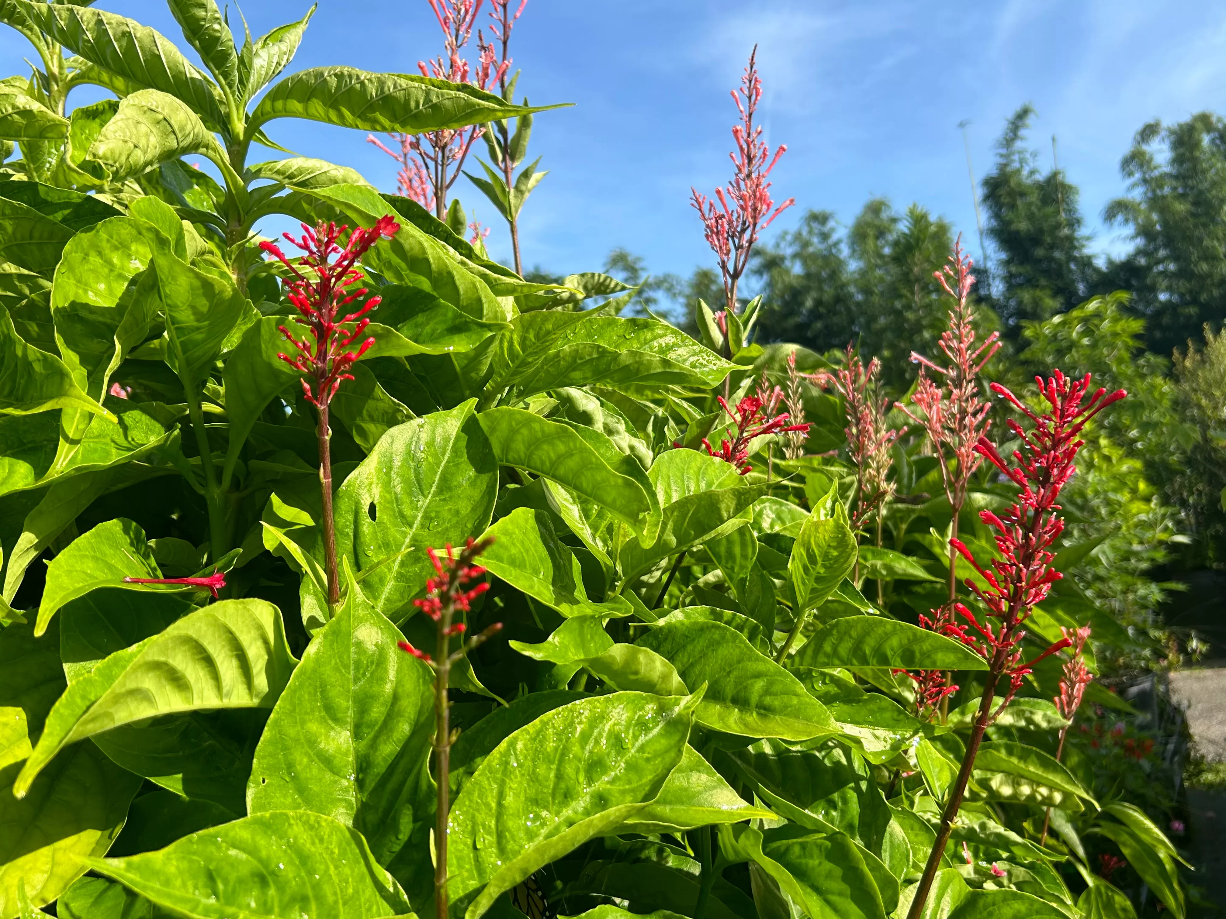 Firespike Plant
