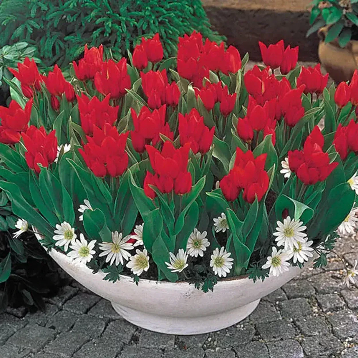 Firespray™Tulip