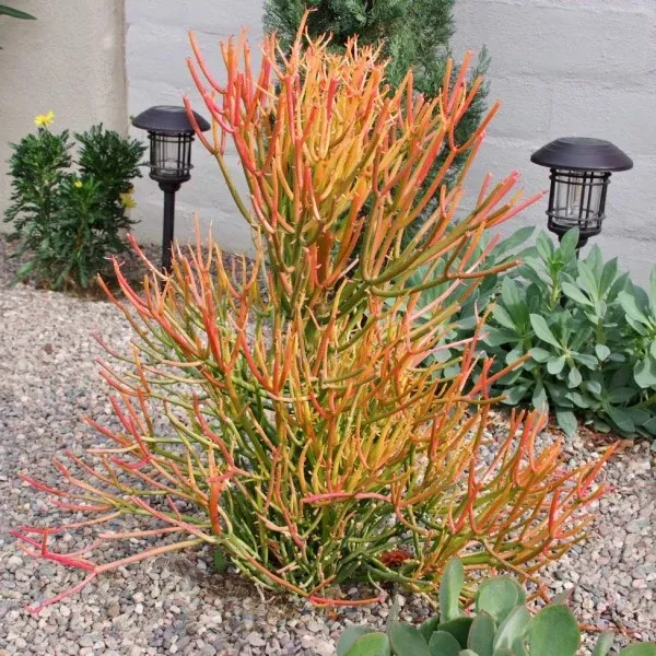 Firestick Plant