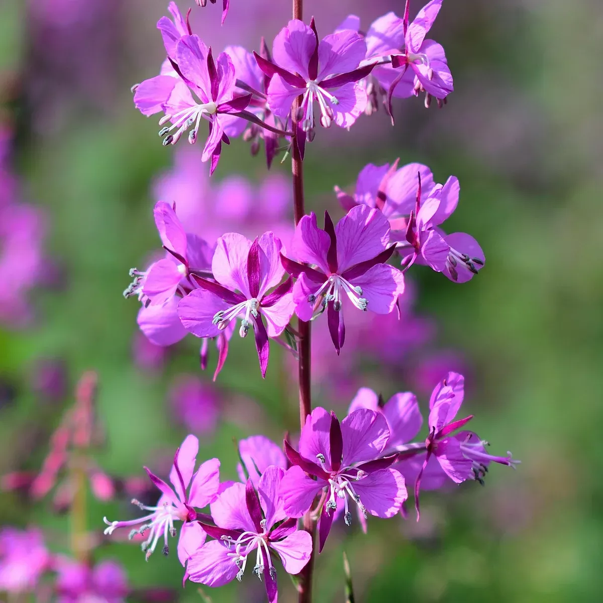 Fireweed (Epilobium angustifolium)
