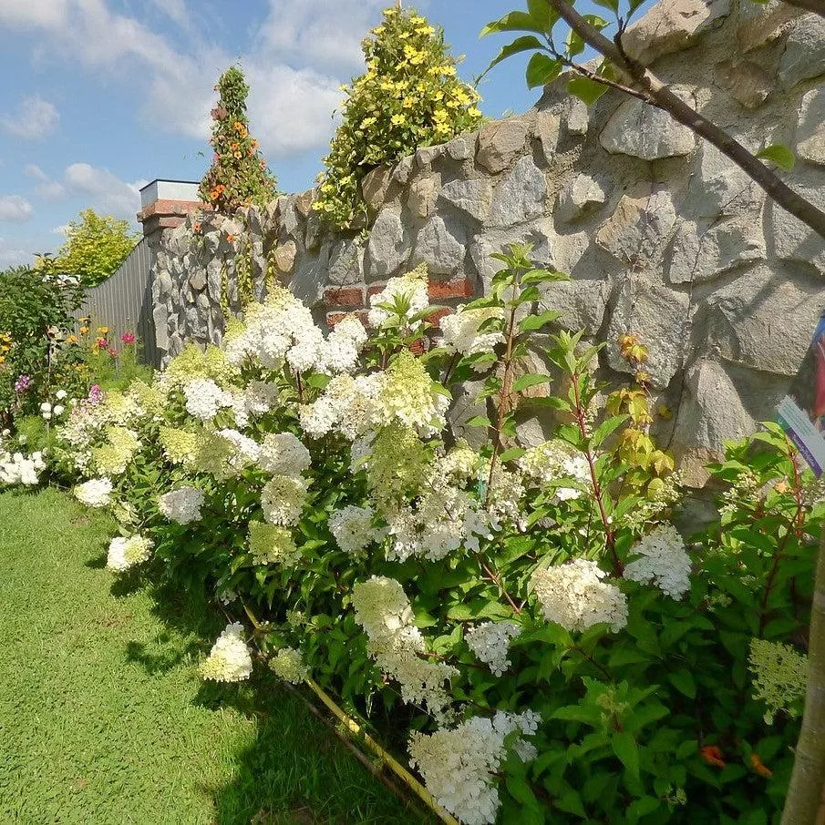 First Editions Berry White Hydrangea