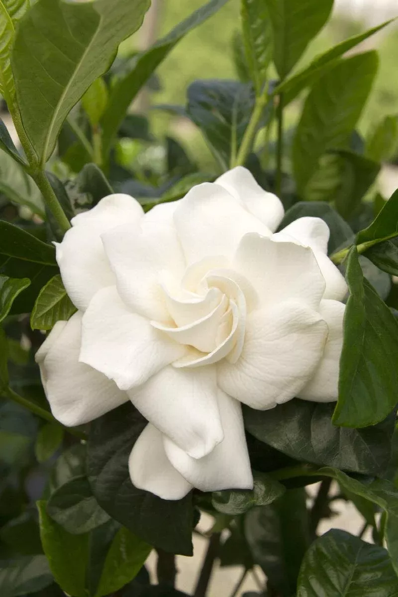 First Love Gardenia