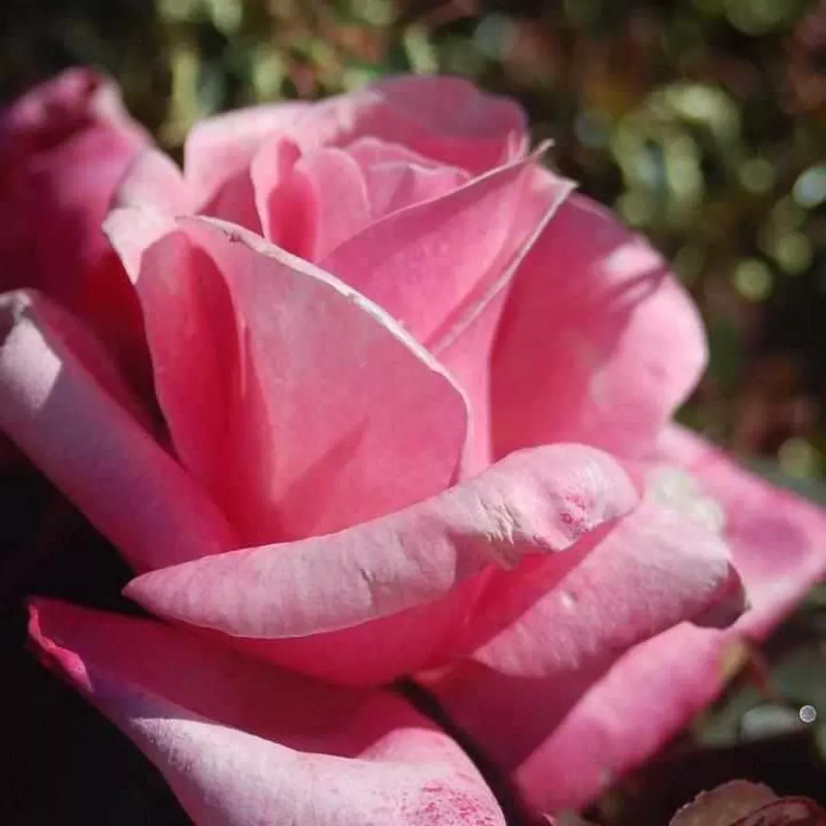 First Prize Hybrid Tea Rose