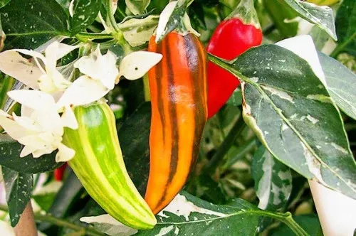 Fish Pepper- 4" pot