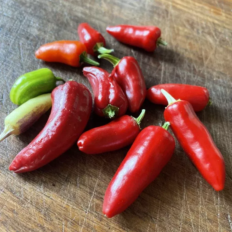 Fish Pepper Seeds