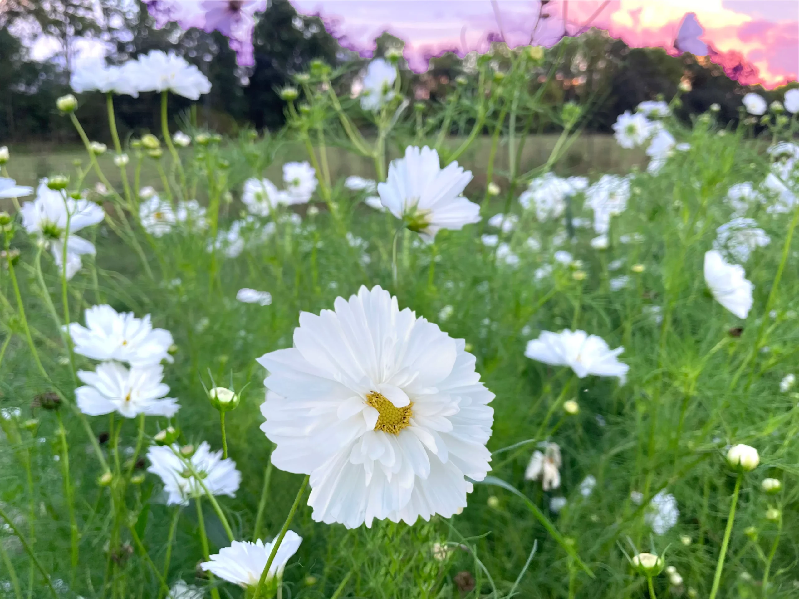 Fizzy White Cosmos Seeds