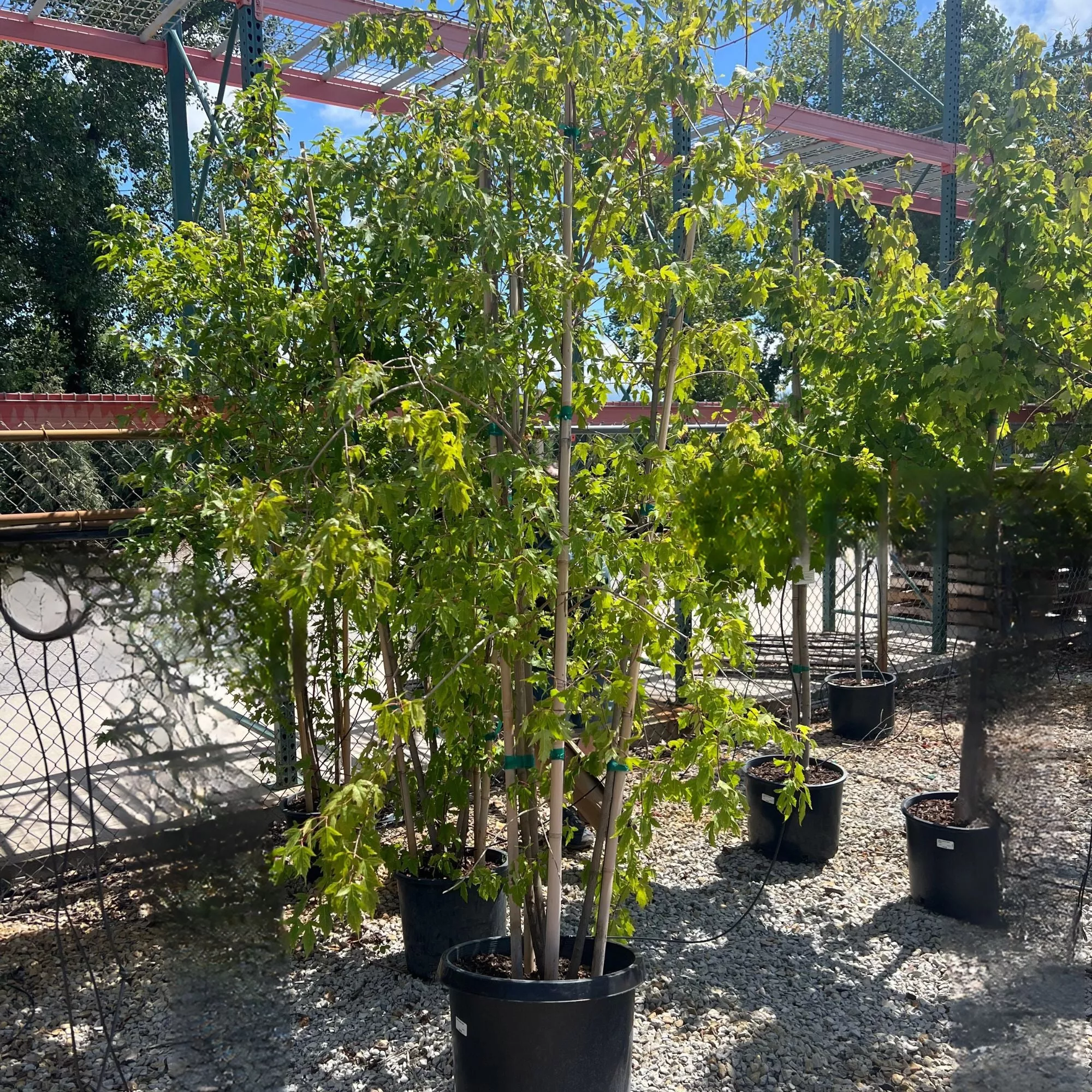 Flame Amur Maple - Acer ginnala - Potted Tree (Multiple Sizes)