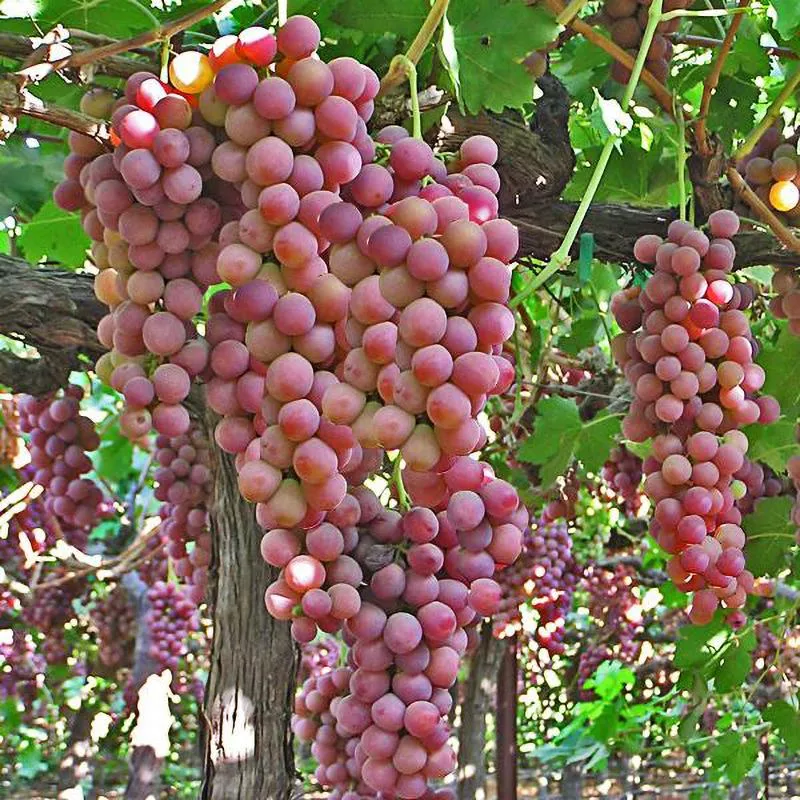 Flame Seedless Grape