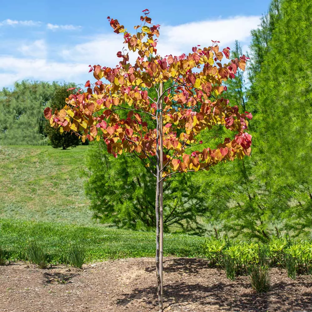 Flame Thrower Redbud Tree