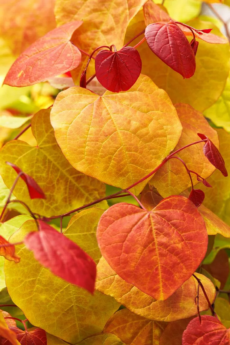 Flame Thrower Redbud