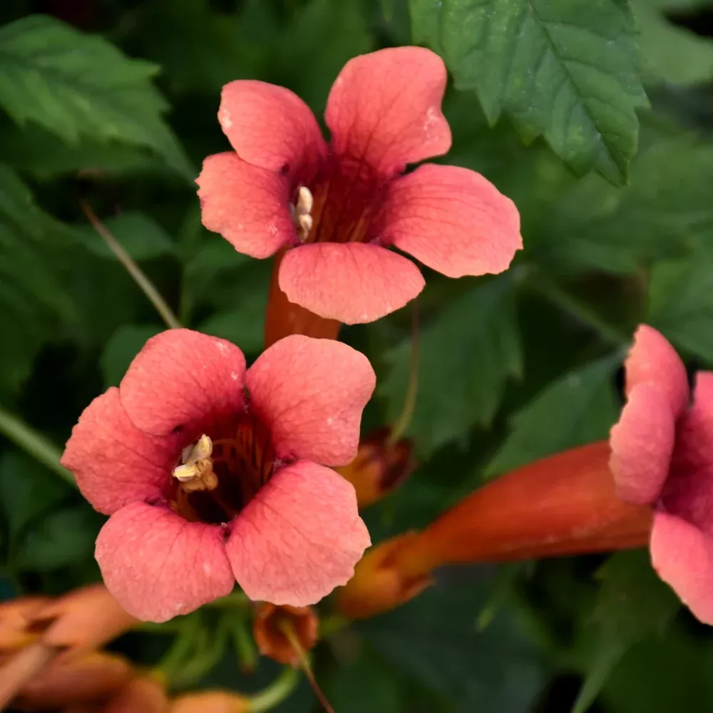 Flamenco Trumpetvine