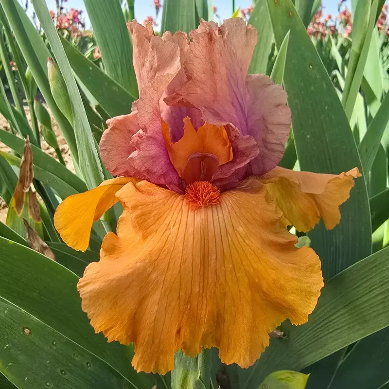 Flaming Lava Bearded Iris