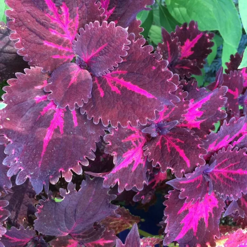 Flamingo Coleus Plant Plug (Plectranthus scutellarioides 'Flamingo') – Vibrant Pink Foliage – Perfect for Sun or Shade