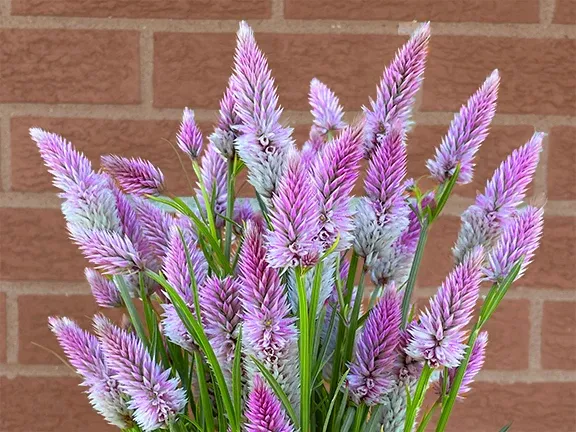 Flamingo Feather Organic Celosia Seeds