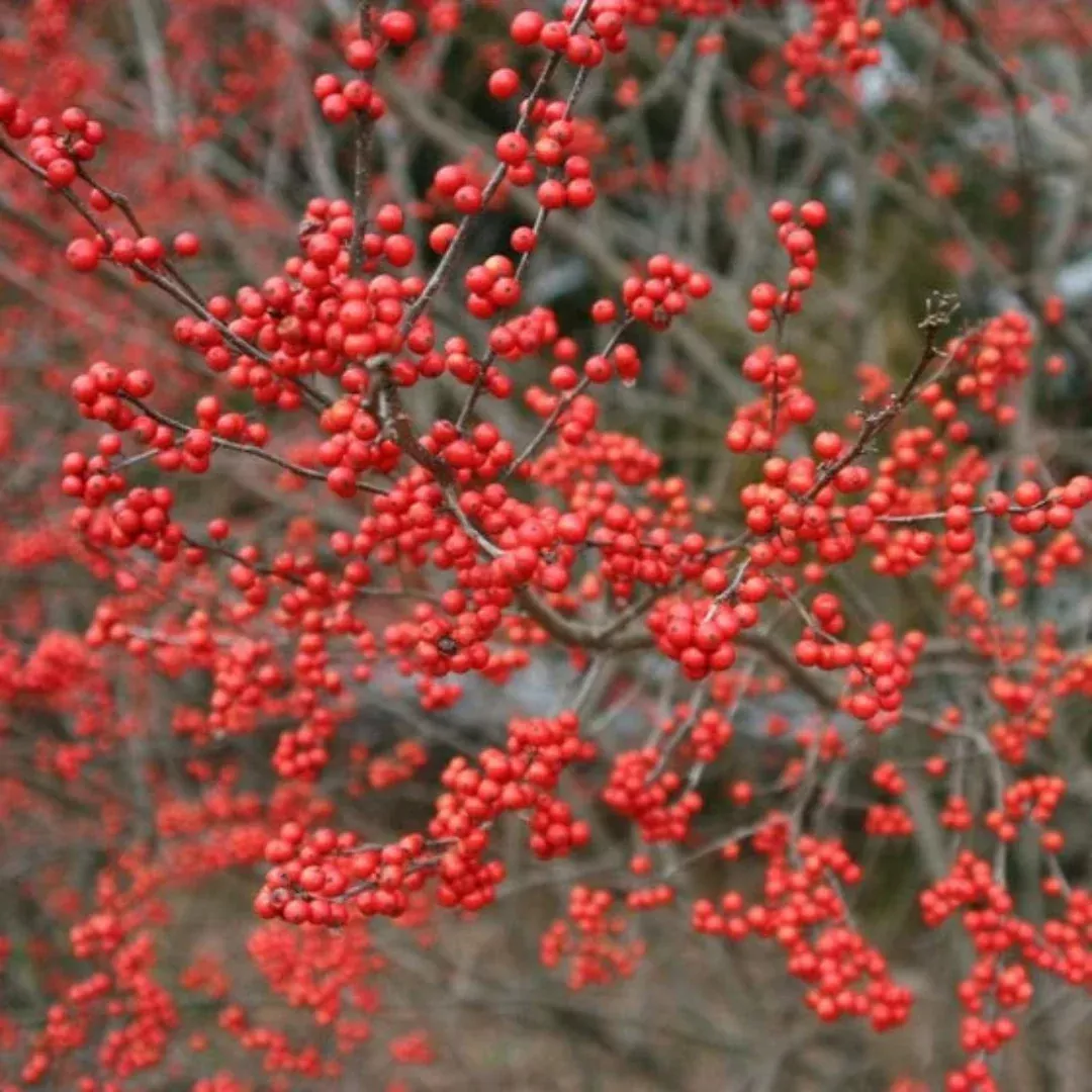 Flash Holly