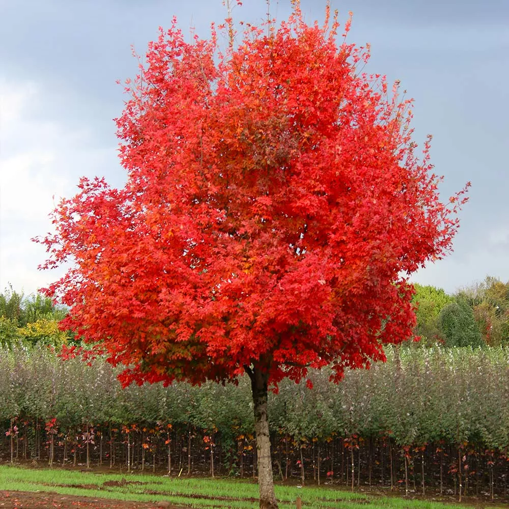 Flashfire Maple Tree