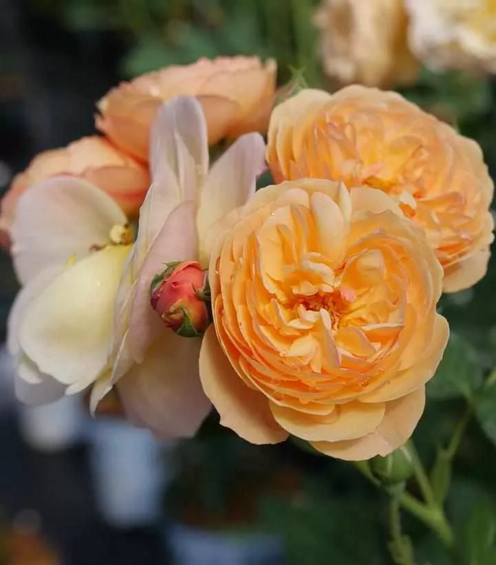 Flavorette Honey Apricot Edible Rose