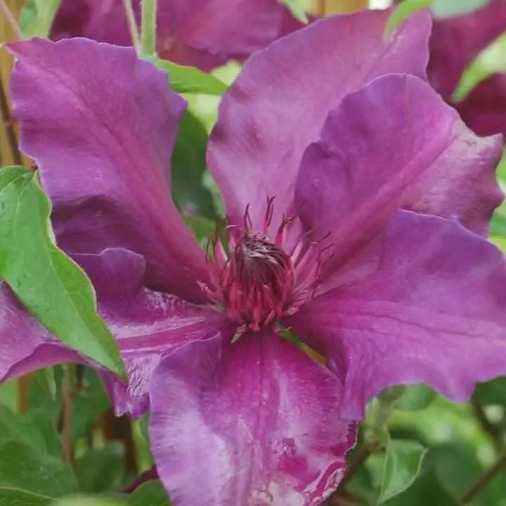 Fleuri Clematis