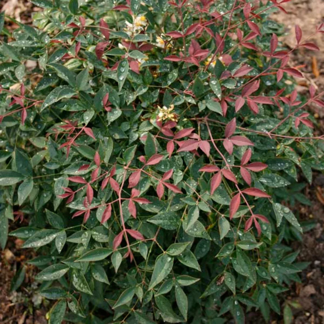 Flirt Nandina