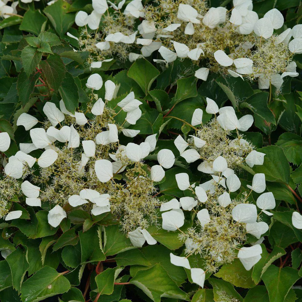 Flirty Girl False Hydrangea Vine