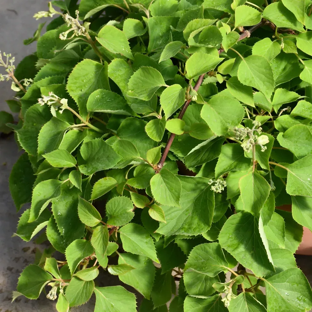 Flirty Girl Hydrangea Vine