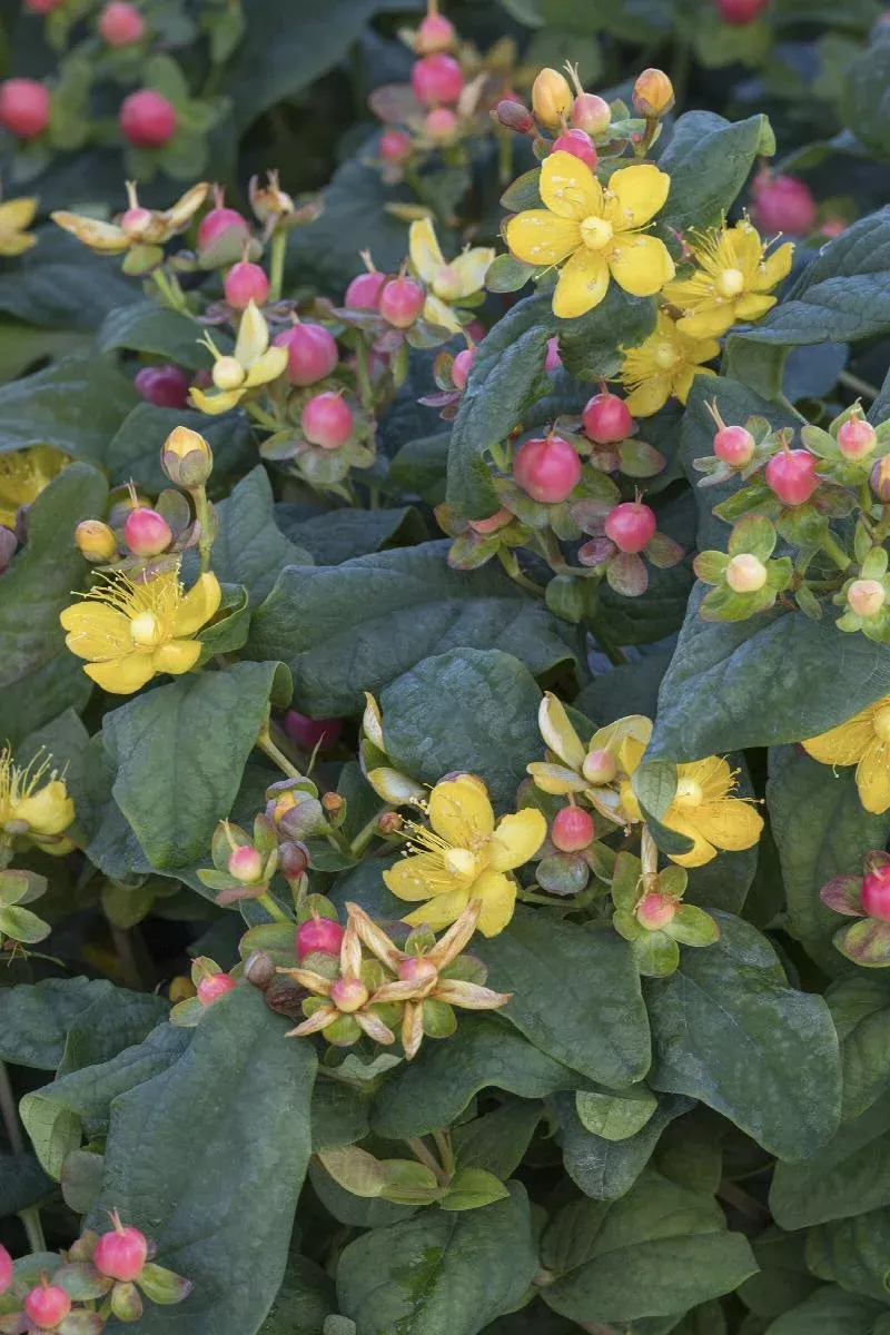 FloralBerry Rosé St. John's Wort