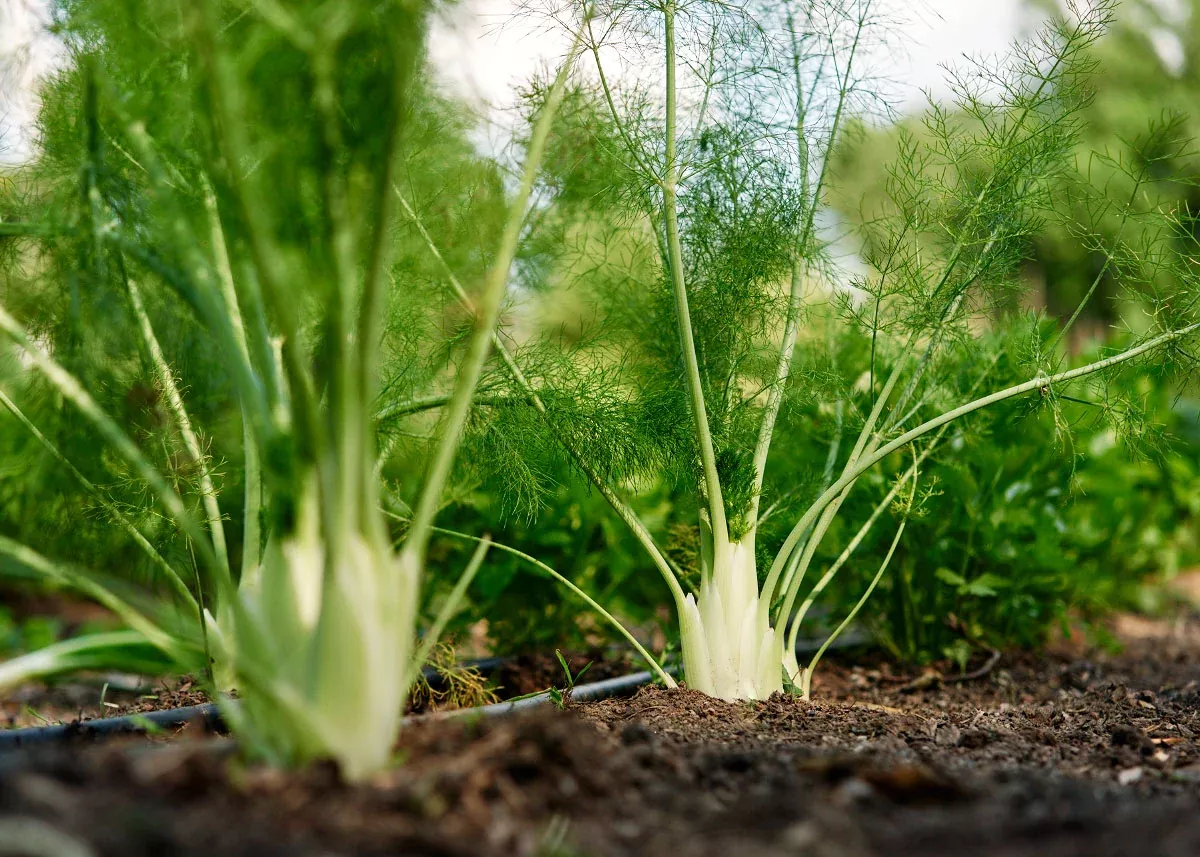 Florence - Organic Fennel Seeds